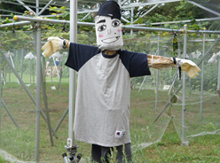 畑の守り役の案山子でしたが…、残念