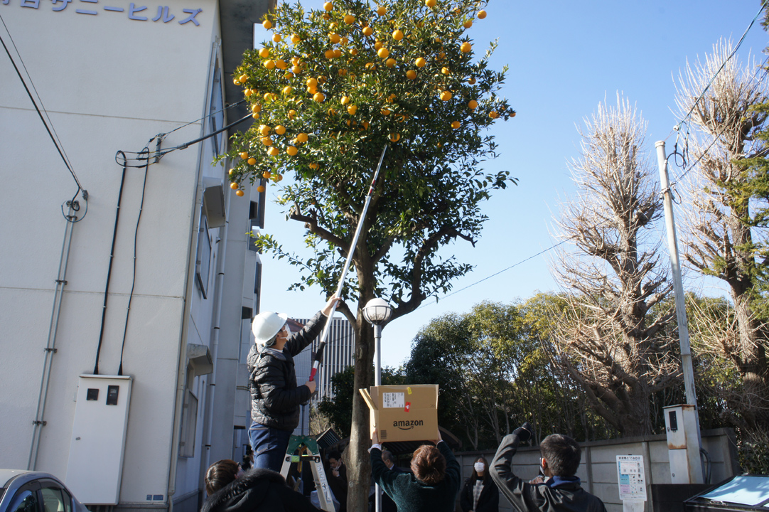 事務所前の夏ミカンを収穫する学生たち